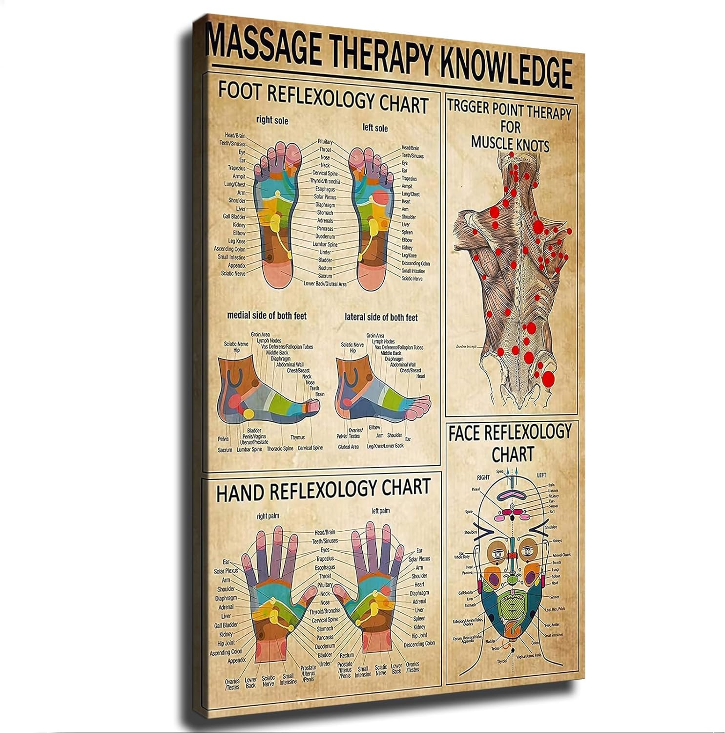 Foot Reflexology Therapy Chart Canvas Wall Art – Modern Wellness Decor (24×36 Framed)