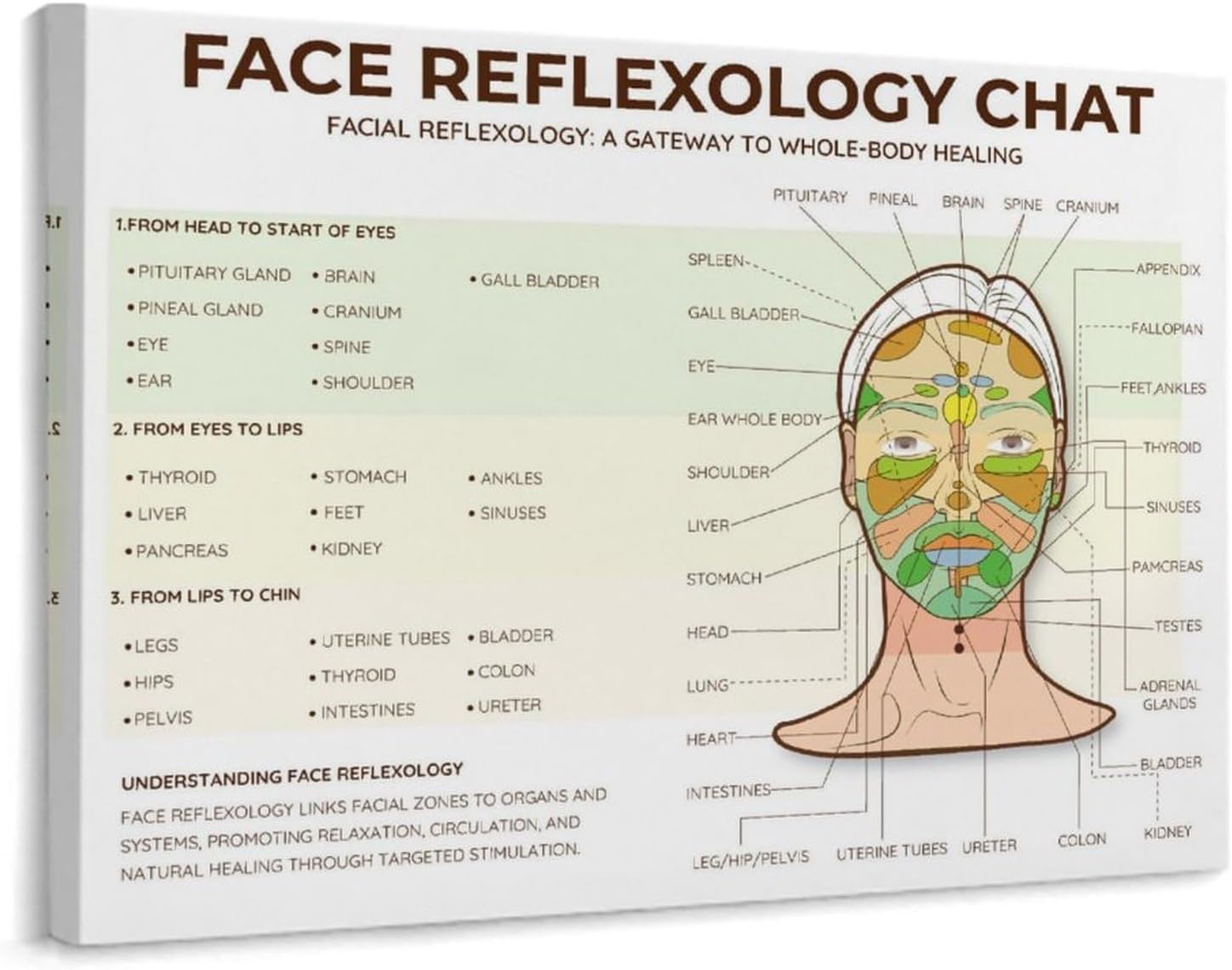 Facial Reflexology Chart Canvas Wall Art – Wellness Therapy Guide (10×8 Framed)